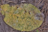 Coleosporium elephantopodis image