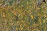 Coleosporium elephantopodis image