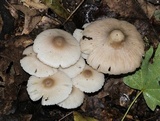 Mycena niveipes image