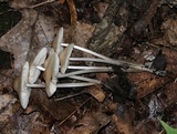 Mycena niveipes image
