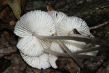 Mycena niveipes image