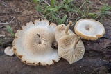 Lentinus tigrinus image