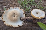 Lentinus tigrinus image