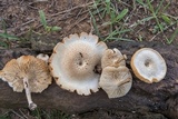 Lentinus tigrinus image
