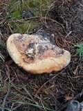 Fomitopsis schrenkii image