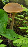 Entoloma hirtipes image