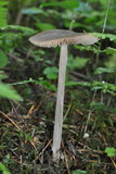 Entoloma hirtipes image