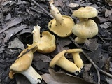 Cantharellus iuventateviridis image