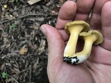 Cantharellus iuventateviridis image