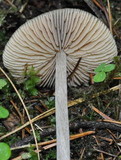 Entoloma hirtipes image