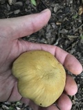 Cantharellus iuventateviridis image