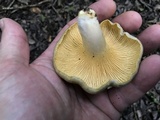 Cantharellus iuventateviridis image