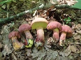 Boletus pallidoroseus image