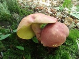 Boletus pallidoroseus image
