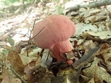 Boletus pallidoroseus image