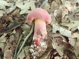 Boletus pallidoroseus image