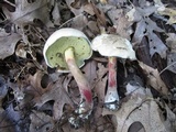 Caloboletus inedulis image