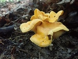 Cantharellus flavus image