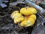 Cantharellus flavus image