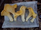 Cantharellus flavus image