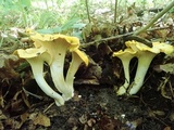 Cantharellus phasmatis image