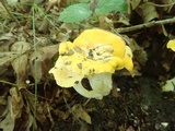 Cantharellus phasmatis image