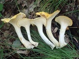 Cantharellus phasmatis image