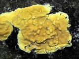 Trichoderma sulphureum image
