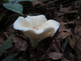 Hygrocybe angustifolia image