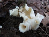 Hygrocybe angustifolia image