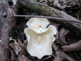 Hygrocybe angustifolia image