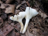 Hygrocybe angustifolia image