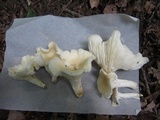 Hygrocybe angustifolia image