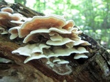 Gloeoporus dichrous image