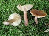 Lactarius quietus var. incanus image