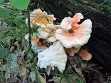 Laetiporus cincinnatus image