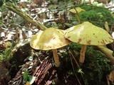 Suillus americanus image