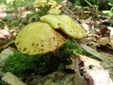 Suillus americanus image