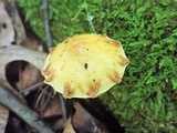 Suillus americanus image