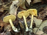 Suillus americanus image