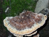 Inonotus dryadeus image