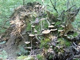 Inonotus dryadeus image