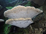 Inonotus dryadeus image