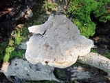 Inonotus dryadeus image