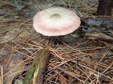 Agaricus leptocaulis image