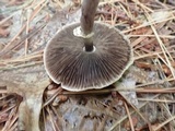 Agaricus leptocaulis image