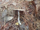 Agaricus leptocaulis image