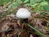 Agaricus placomyces image