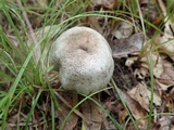 Agaricus placomyces image