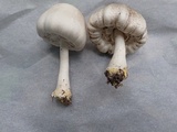 Agaricus placomyces image
